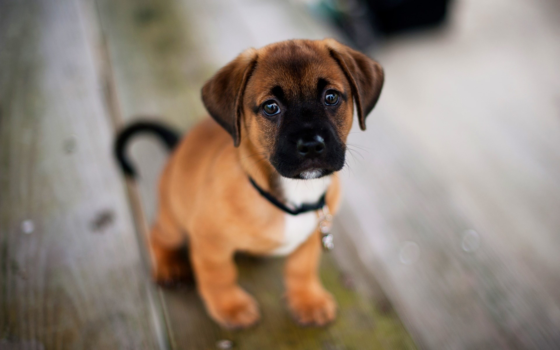 Cute American Staffordshire Terrier Puppies: Cute Cute Dog S Breed