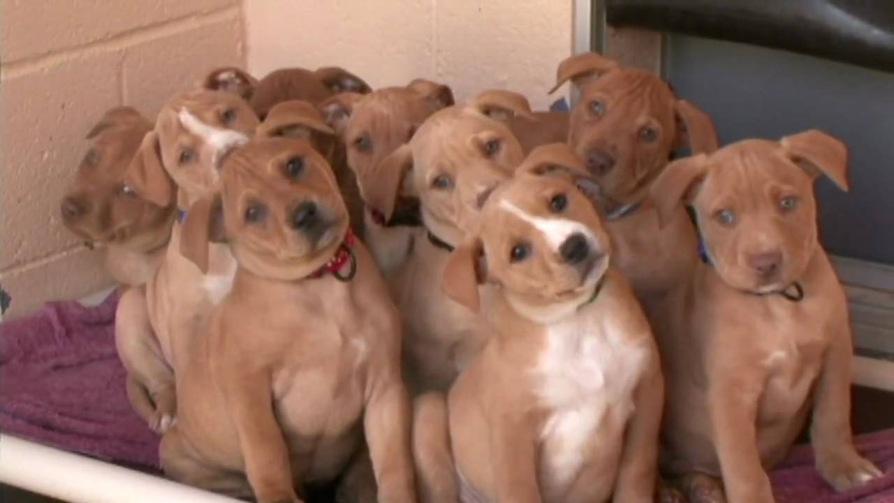 Cute American Pit Bull Terrier Puppies: Cute Cute Pit Bull Terrier Puppies Breed
