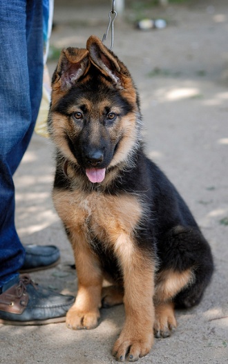 Cute Afghan Shepherd Puppies: Cute Detailed Information German Shepherd Dog Breed