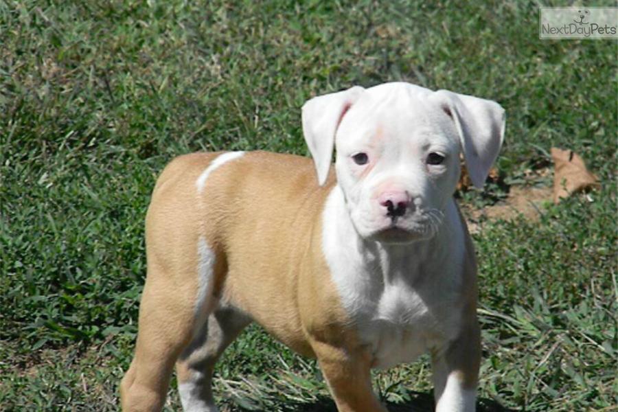 Cute American Bulldog Puppies: Cute Httpccpicshooblycomcfullconwiqrqjpg Breed