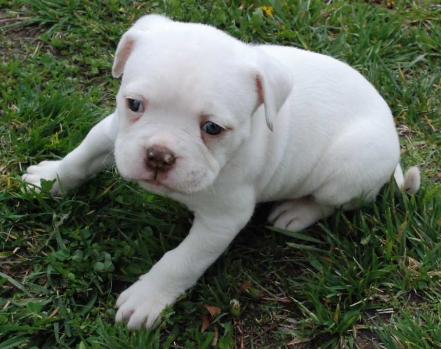 Cute American Bulldog Puppies: Cute Idealsetech Breed