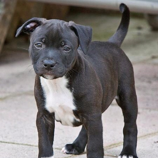Cute American Staffordshire Terrier Puppies: Cute Interesting Motivating Attributes American Staffordshire Terrier Puppies Breed