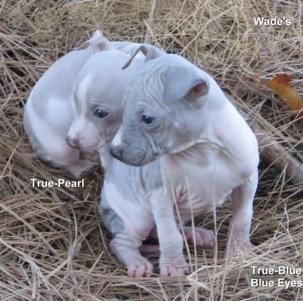 Cute American Hairless Terrier Puppies: Cute Two American Hairless Terrier Puppies Breed