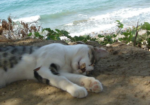 Cyprus Cat: Cyprus Lying Cyprus Cat Breed