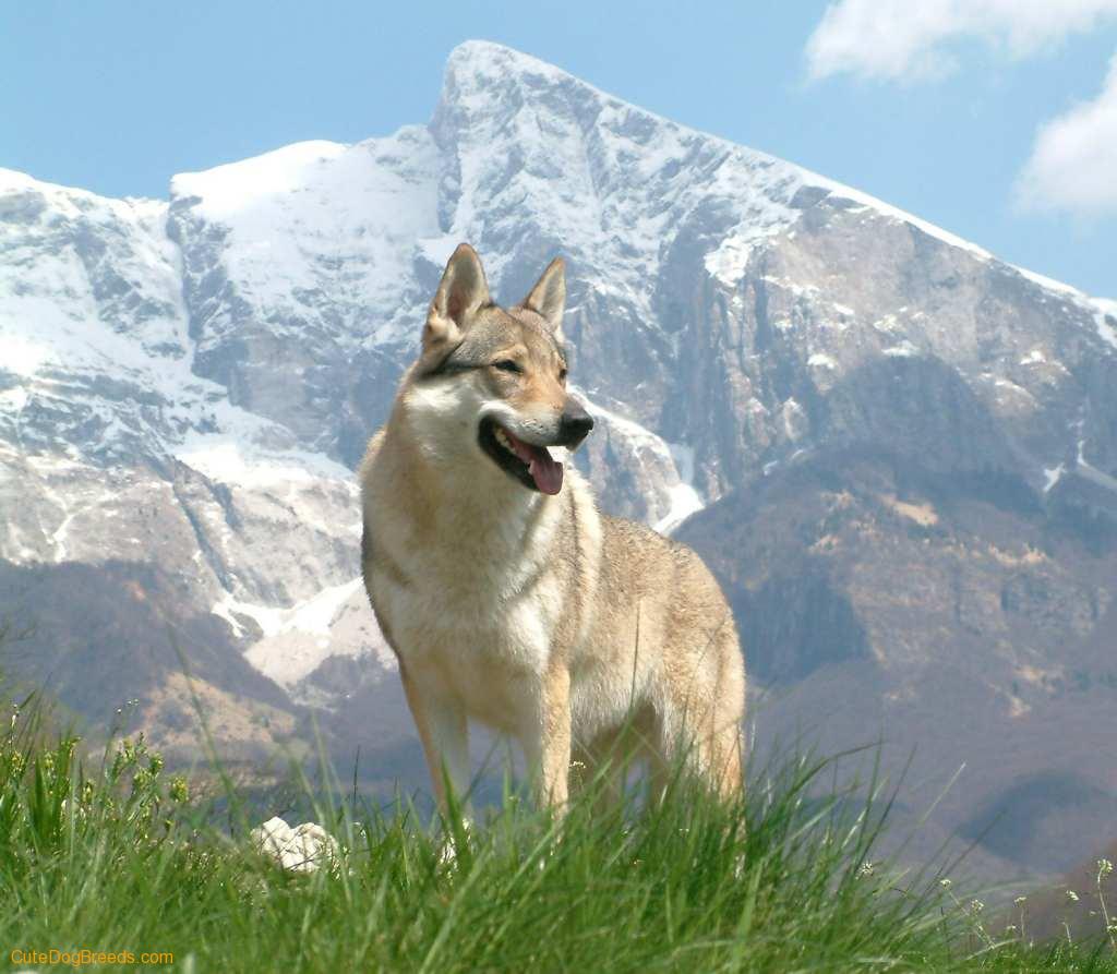 Czechoslovak Wolfdog Dog: Czechoslovak Czechoslovak Wolfdog In Nature Breed
