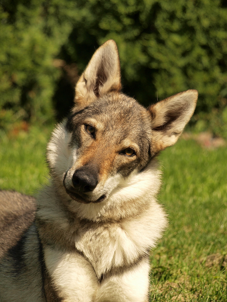Czechoslovak Wolfdog Puppies: Czechoslovak Funny Czechoslovak Wolfdog Breed