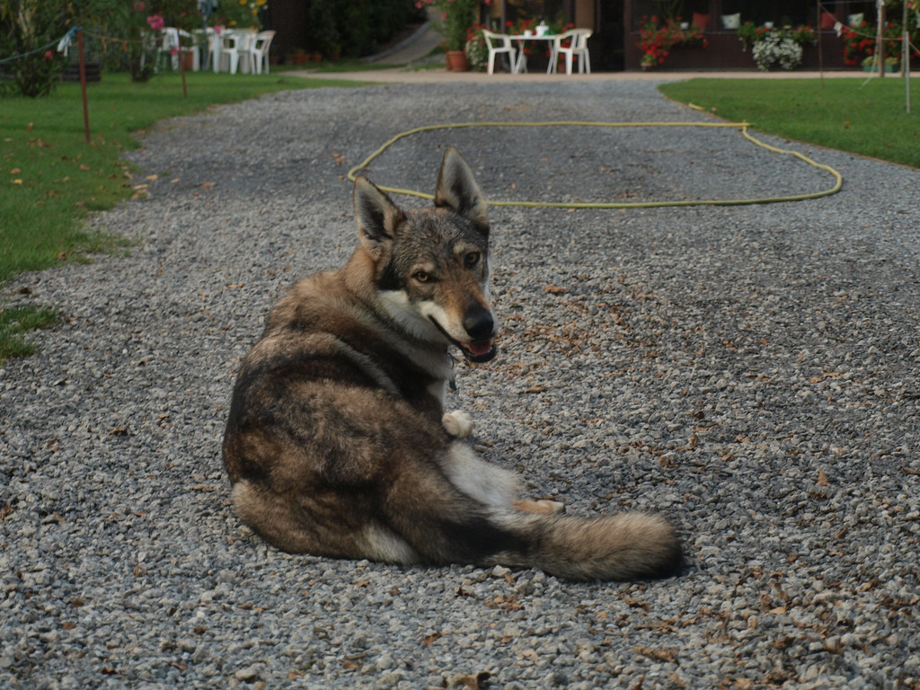 Czechoslovak Wolfdog Puppies: Czechoslovak Resting Czechoslovak Wolfdog Breed