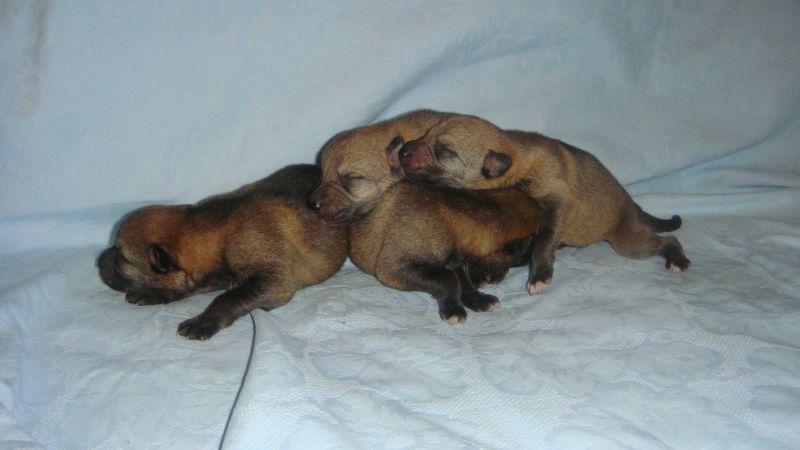 Czechoslovak Wolfdog Puppies: Czechoslovak Three Cute Czechoslovak Wolfdog Puppies Breed