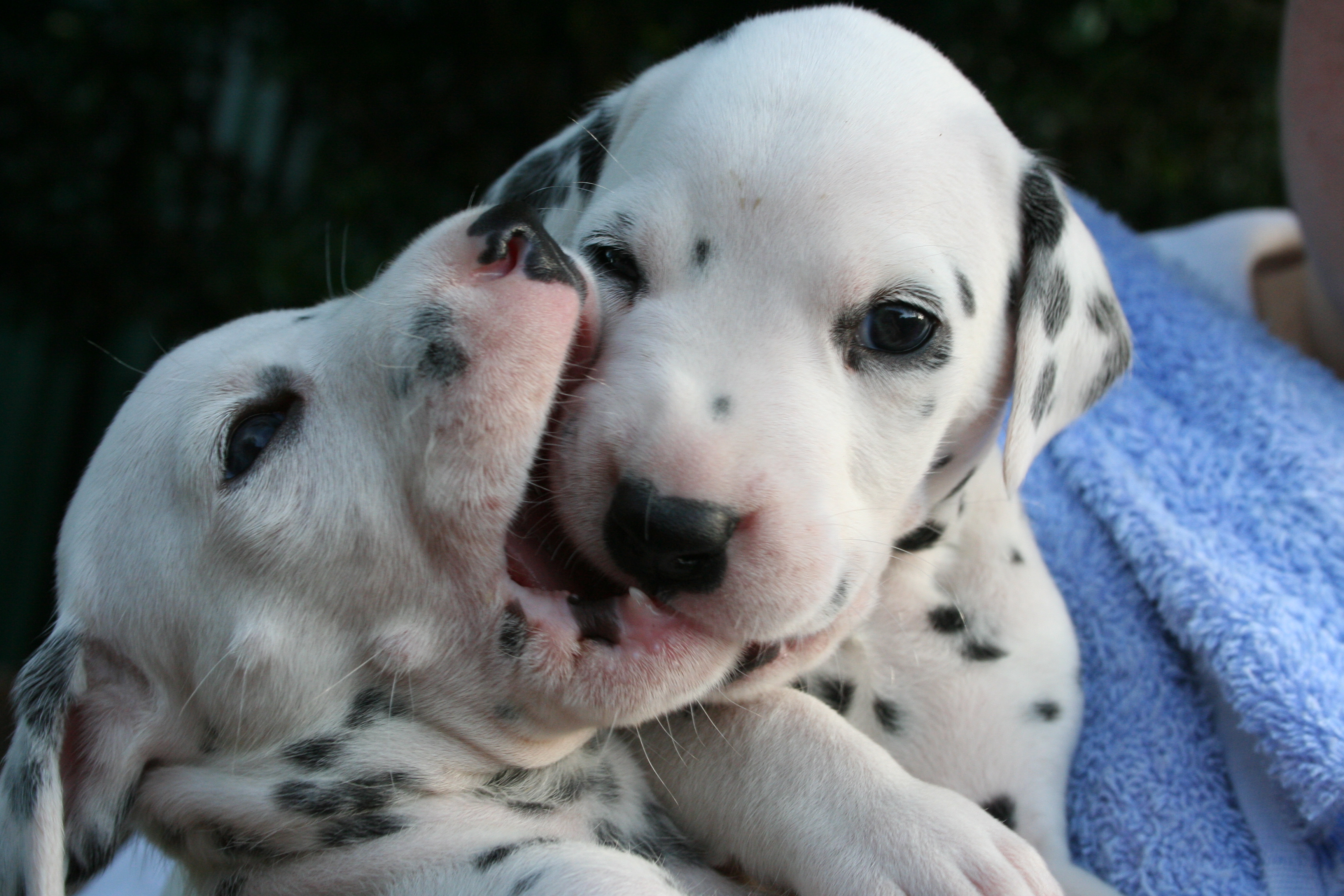 Dalmatian Puppies: Dalmatian Adorable Dalmatian Puppies Playing Breed