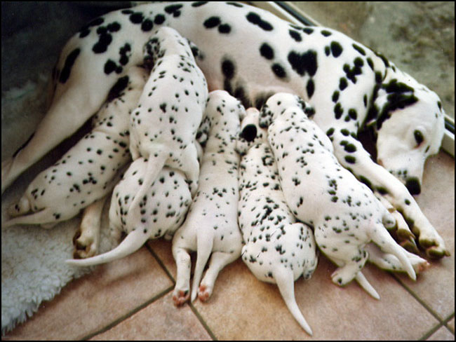 Dalmatian Puppies: Dalmatian Dalmatian Breed