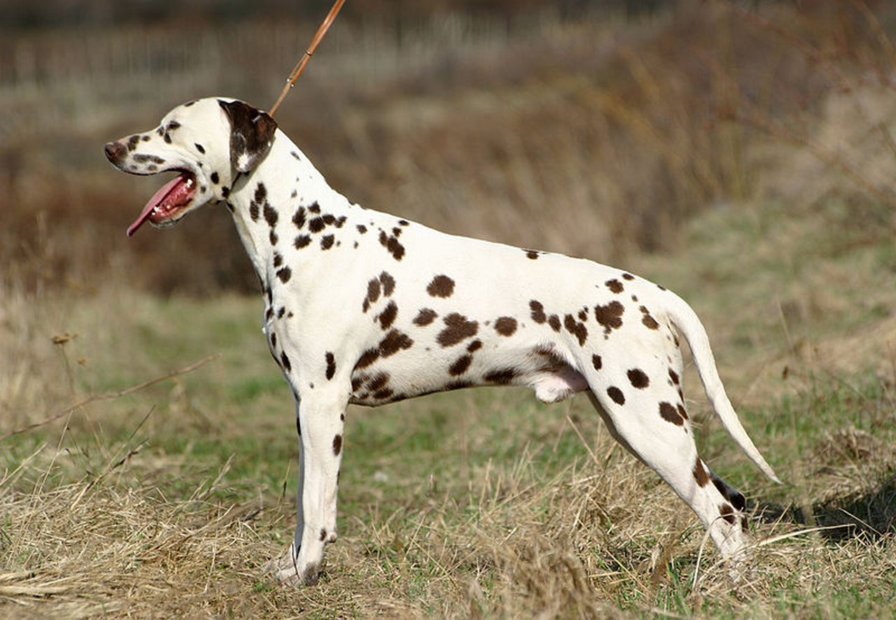 Dalmatian Dog: Dalmatian Dalmatian Dogs S Breed