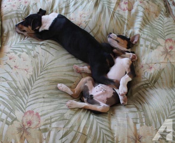 Decker Rat Terrier Puppies: Decker Rat Terrier Puppies Standarddecker Cross Males Left Breed