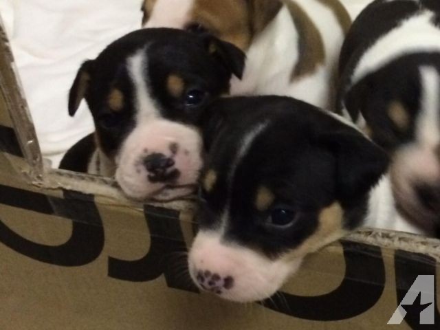 Decker Rat Terrier Puppies: Decker Registered Decker Rat Terrier Puppies Weeks Old Dec Breed