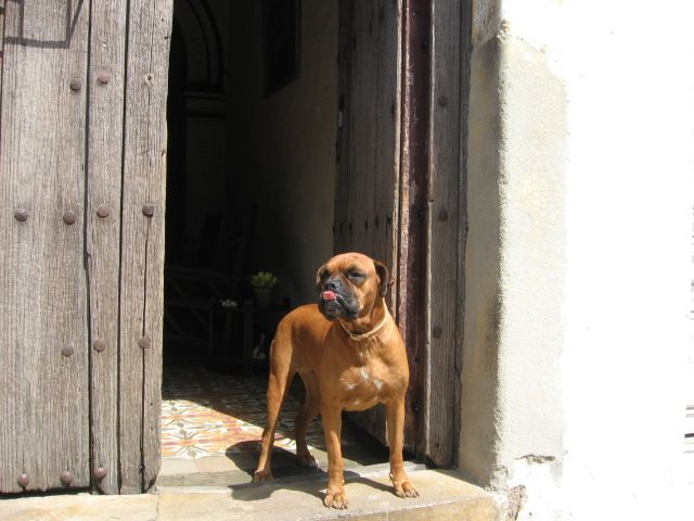 Dogo Cubano Dog: Dogo Cute Dogo Cubano Breed