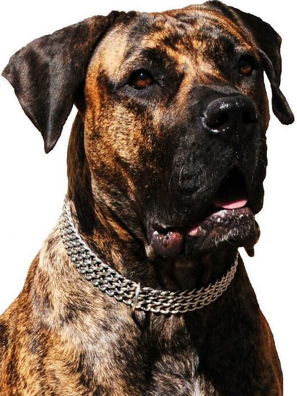 Dogo Cubano Dog: Dogo Honey Dogo Cubano Dog Breed
