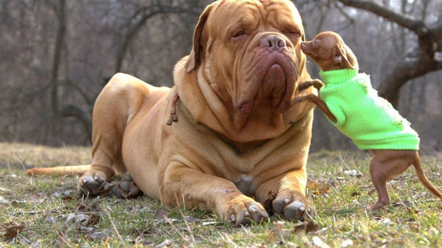 Dogue de Bordeaux Dog: Dogue Dogue De Bordeaux Dog Breed