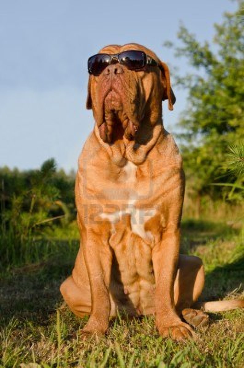 Dogue de Bordeaux Dog: Dogue Dogue De Bordeaux Dog In The Glasses Breed