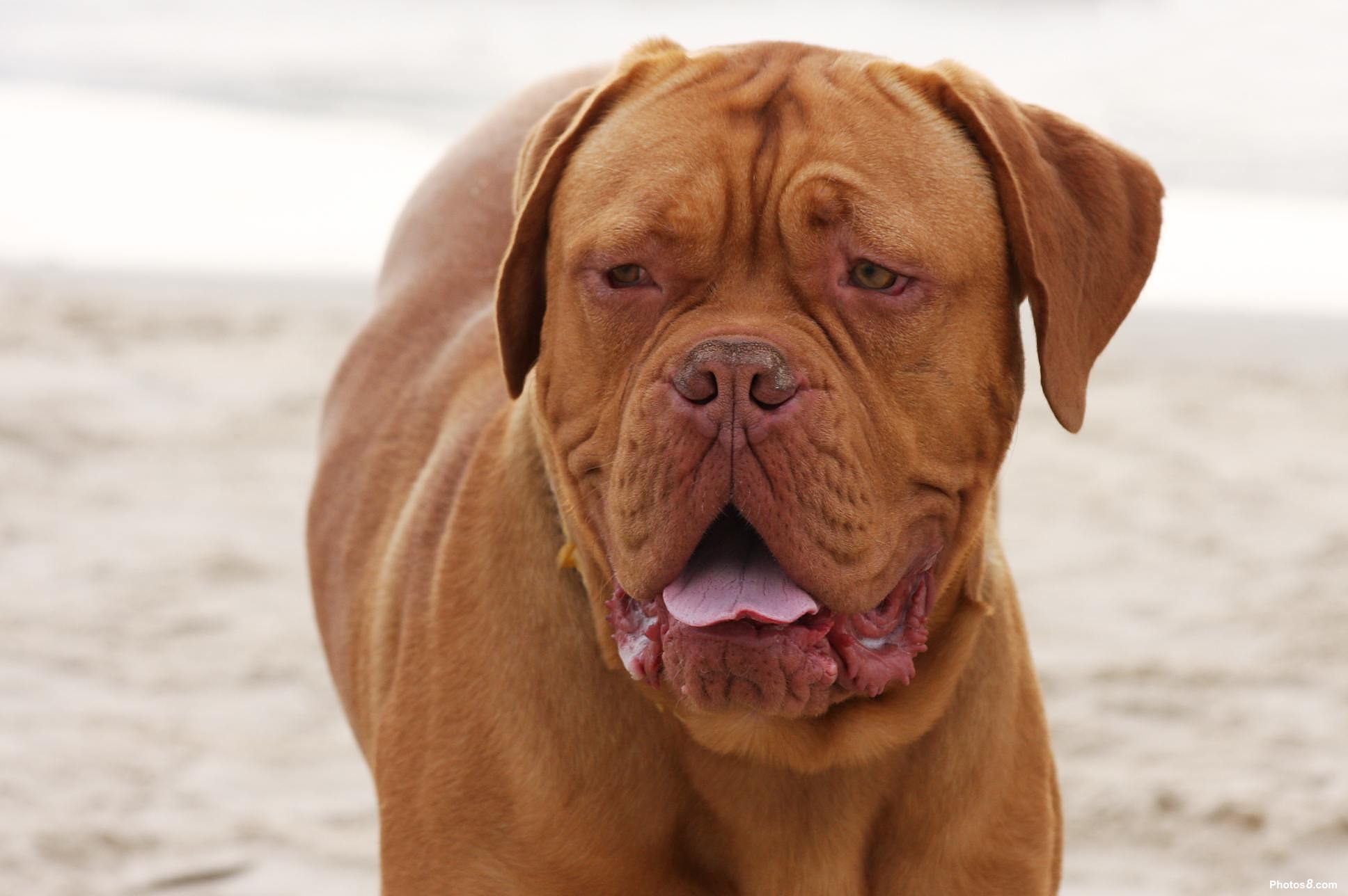 Dogue de Bordeaux Dog: Dogue Dogue De Bordeaux Dog On The Beach Breed