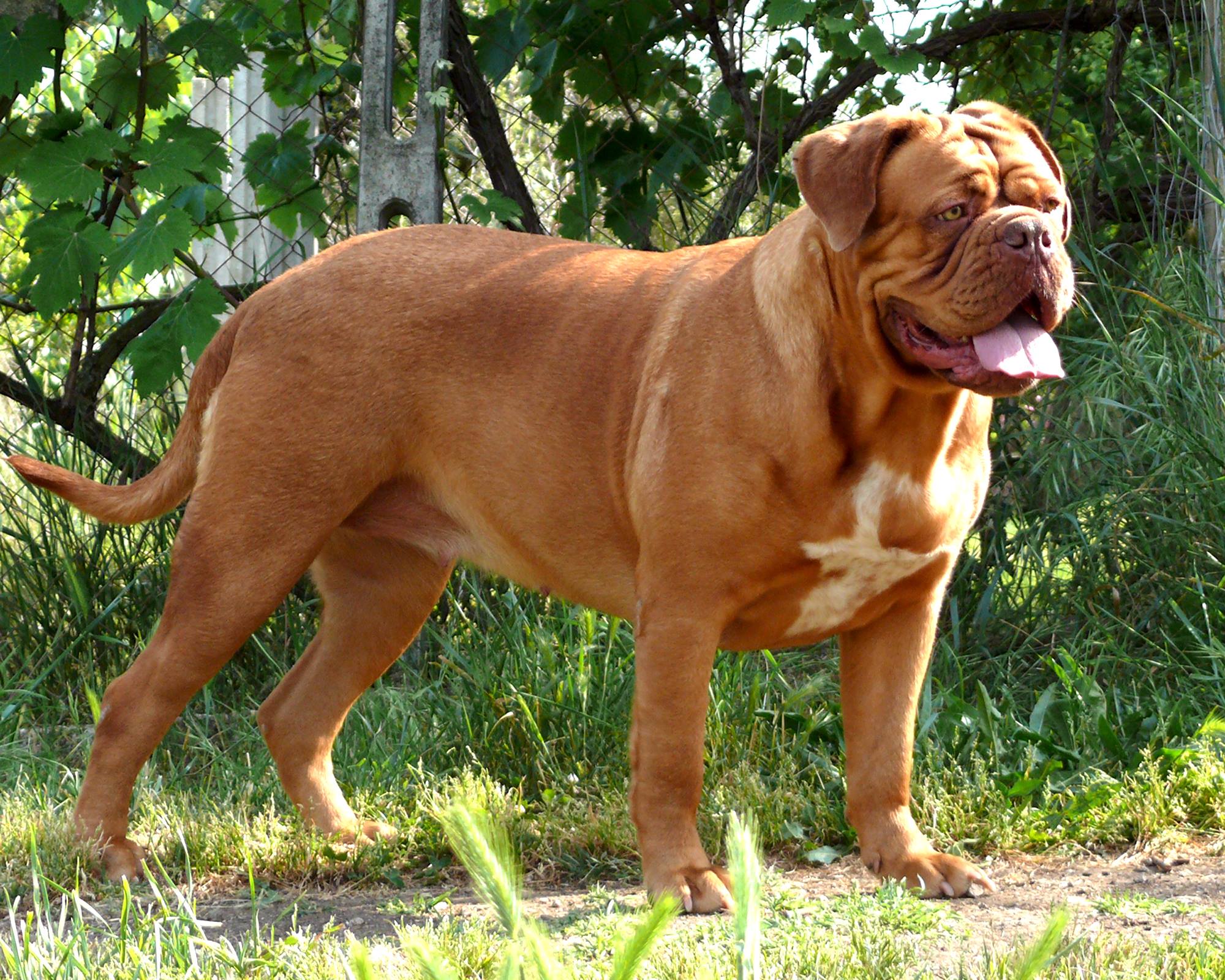 Dogue de Bordeaux Dog: Dogue I Nostri Cani Il Dogue De Bordeaux Breed