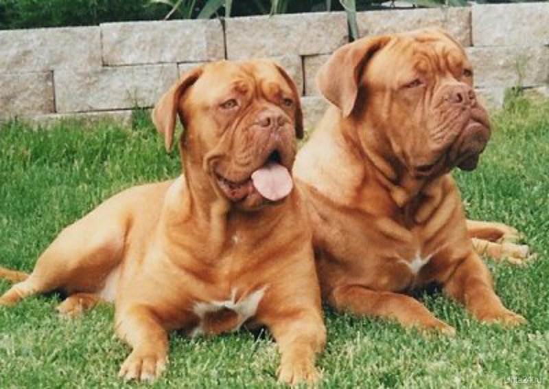 Dogue de Bordeaux Dog: Dogue Top Most Expensive Dogs Breed