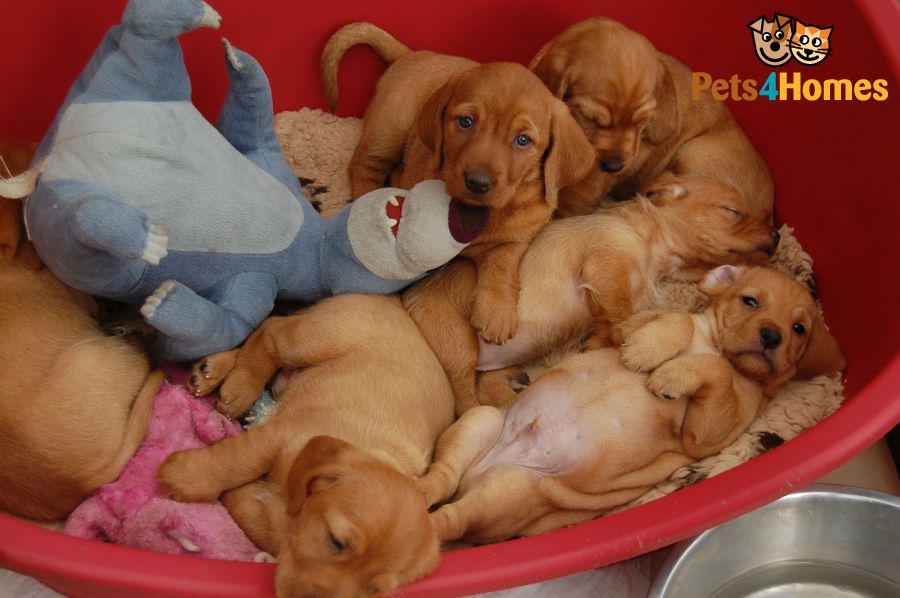 Drever Puppies: Drever Basset Fauve De Bretagne Puppies Kc Reg Markfield Breed