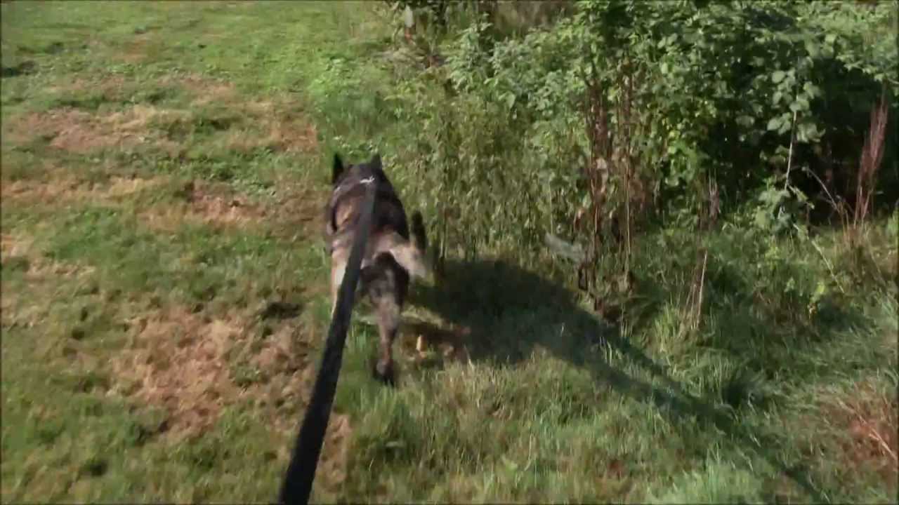 Dutch Shepherd Dog: Dutch Watch Breed