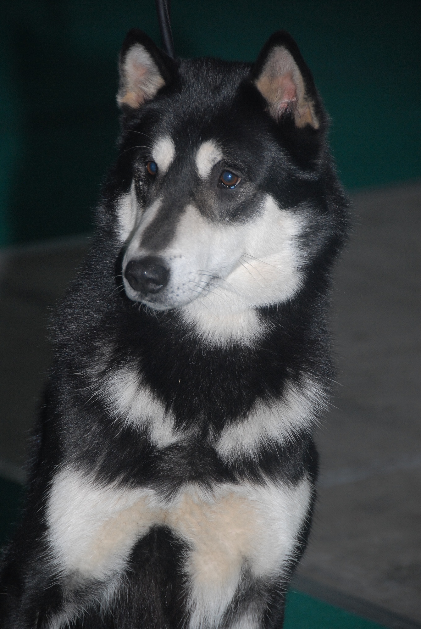 East Siberian Laika Dog: East Breed