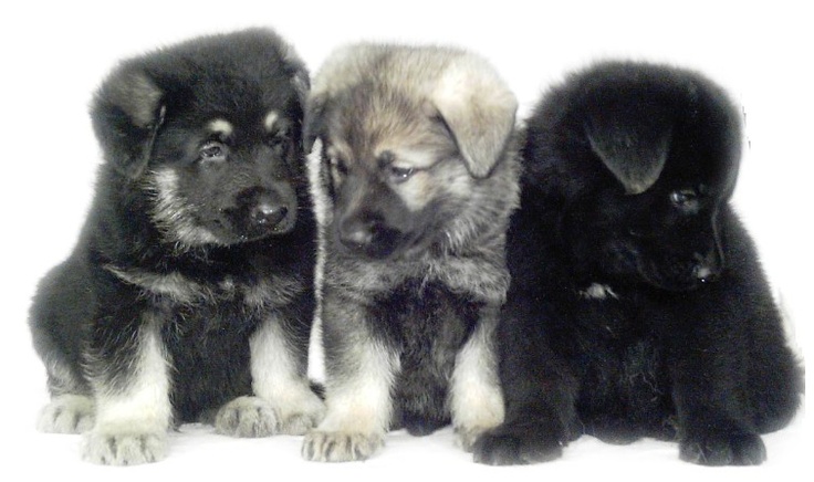 East-European Shepherd Puppies: East European Breed