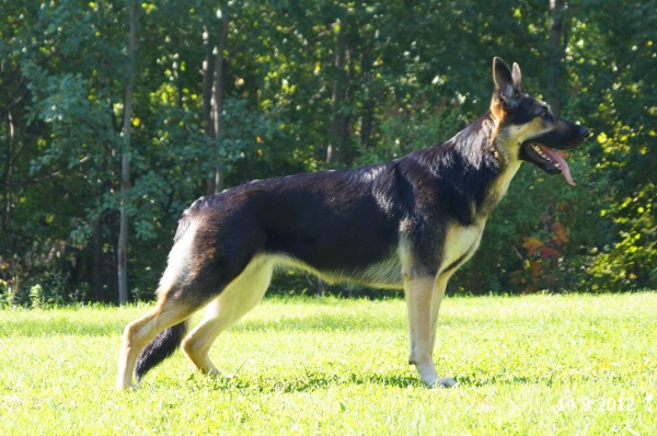 East-European Shepherd Dog: East European Content Breed