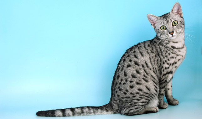 Egyptian Mau Cat: Egyptian Pictures Of Kittens And Cats Breed