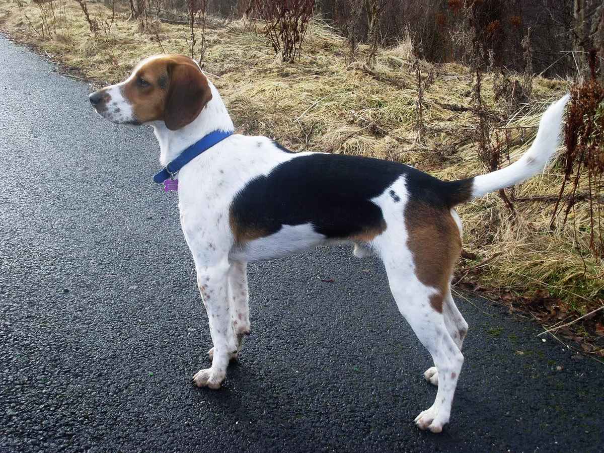 English Foxhound Dog: English English Foxhound Dog With A Blue Collar Breed