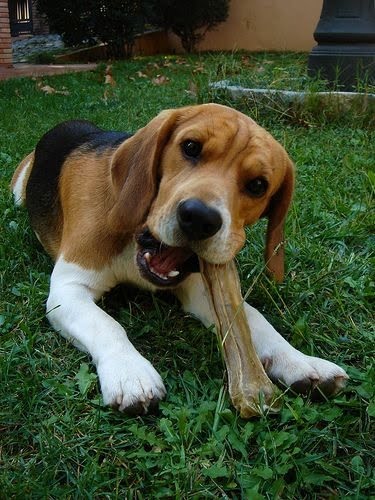 English Foxhound Dog: English English Foxhound English Dogs Breed