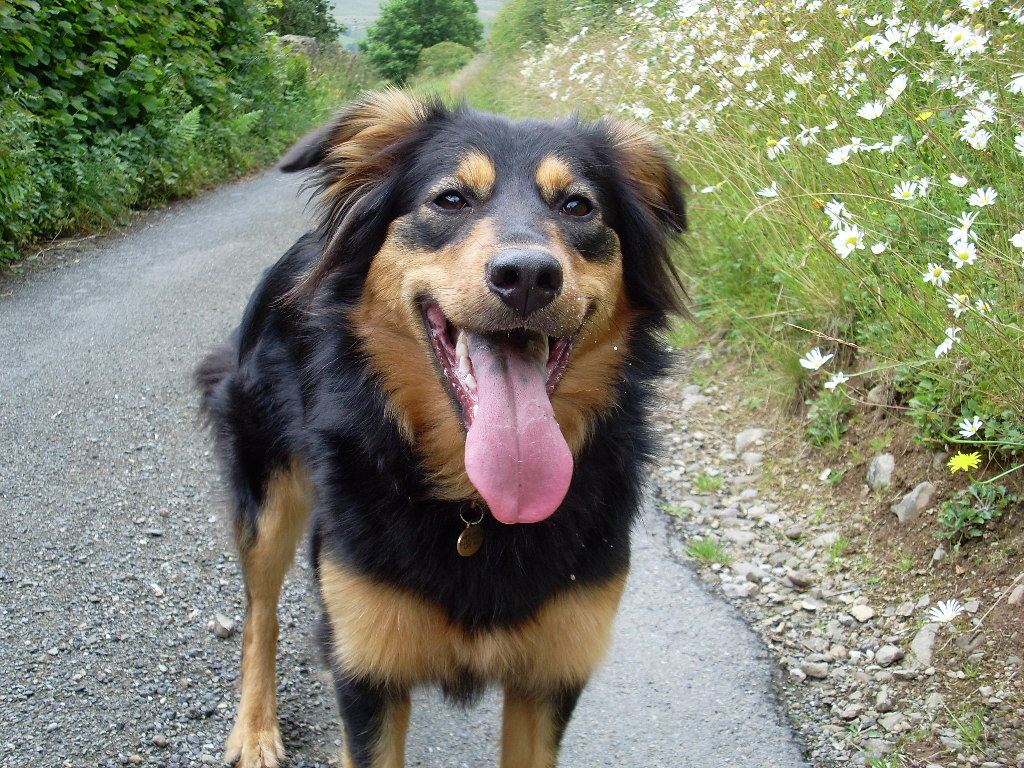 English Shepherd Dog: English English Shepherd Dog On The Road Breed