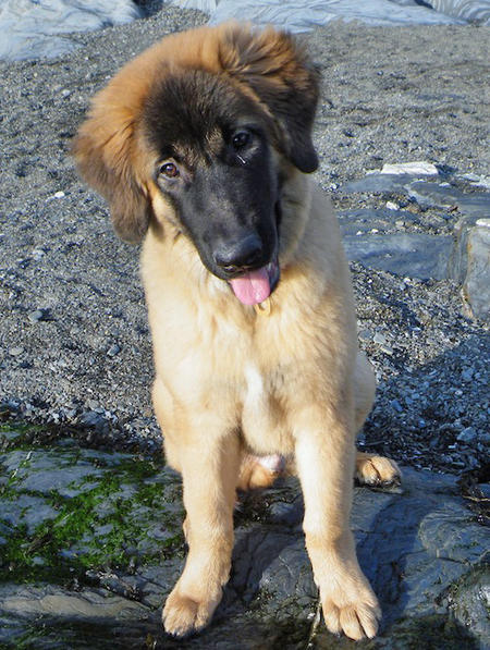 Estrela Mountain Puppies: Estrela Louie The Estrela Mountain Dog Breed