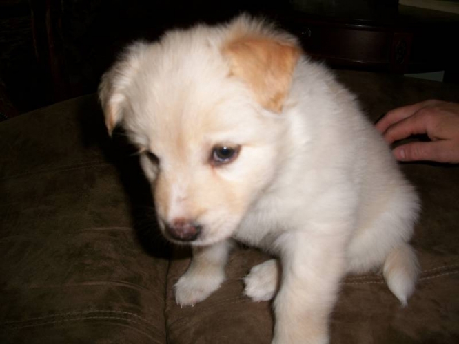 Labrador Husky Puppies: Five Huskylabrador White Puppies For Sale Breed