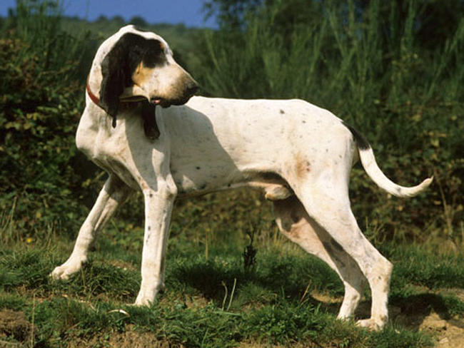 Gascon Saintongeois Dog: Gascon Gascon Saintongeois Breed