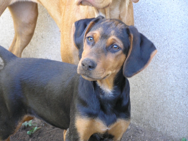 Gran Mastín de Borínquen Puppies: Gran Greek Harehound Dog Face Breed