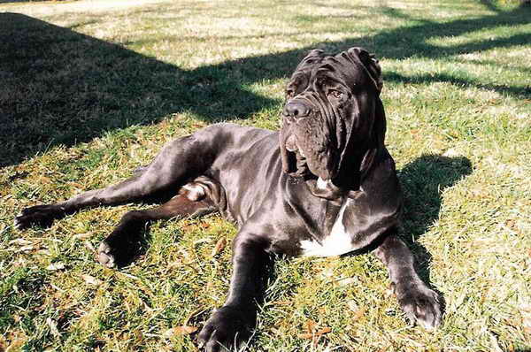 Gran Mastín de Borínquen Puppies: Gran Largest Dog In World Hercules Breed
