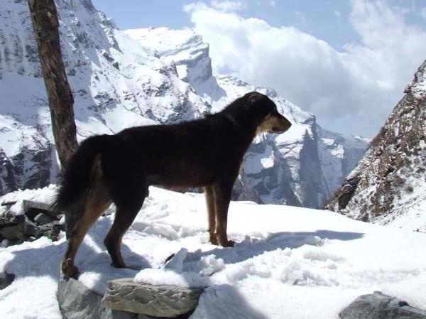 Himalayan Sheepdog Dog: Himalayan Search Breed