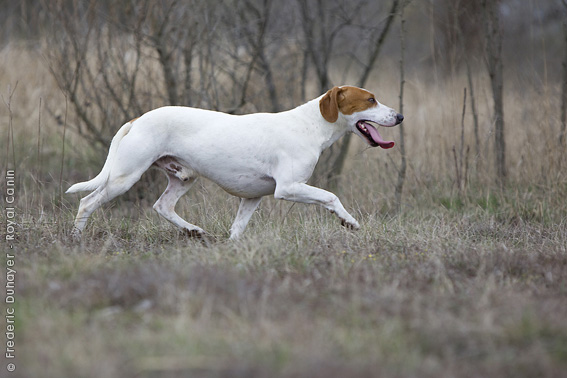 Istrian Shorthaired Hound Dog: Istrian Showthread Breed