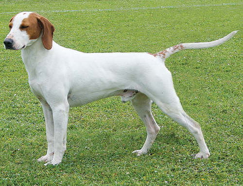 Istrian Shorthaired Hound Dog: Istrian Slavic Dog Breeds List