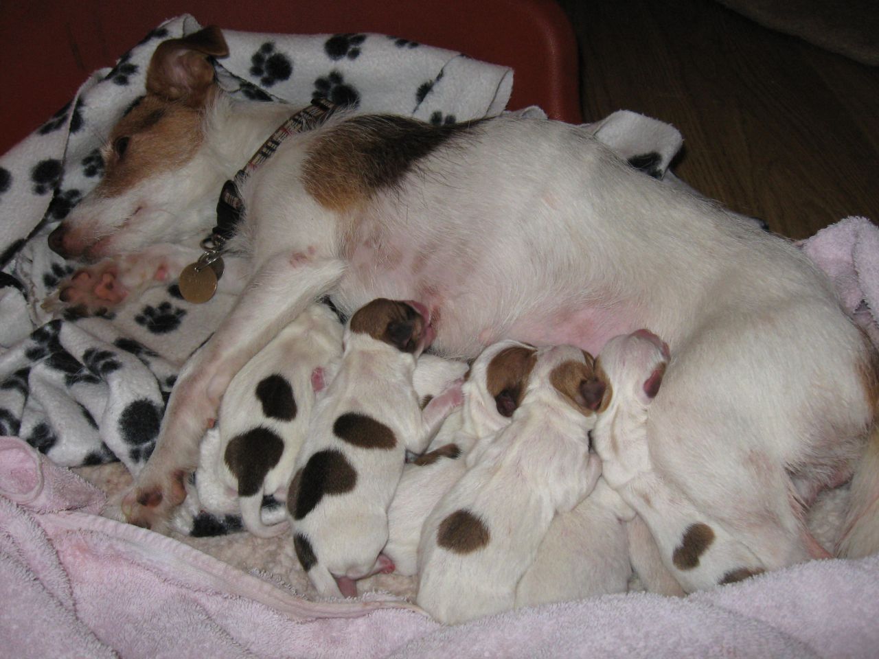 Jack Russell Terrier Puppies: Jack Jack Russell Terrier Puppies Chester Le Street Breed