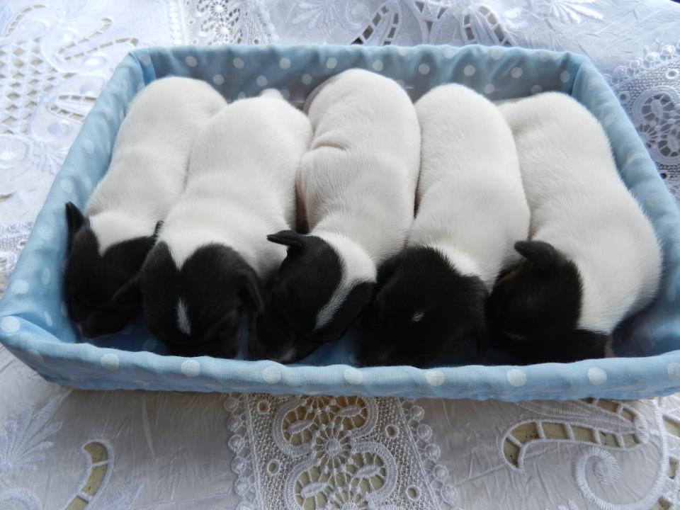 Japanese Terrier Puppies: Japanese New Puppies Nihon Teria Breed