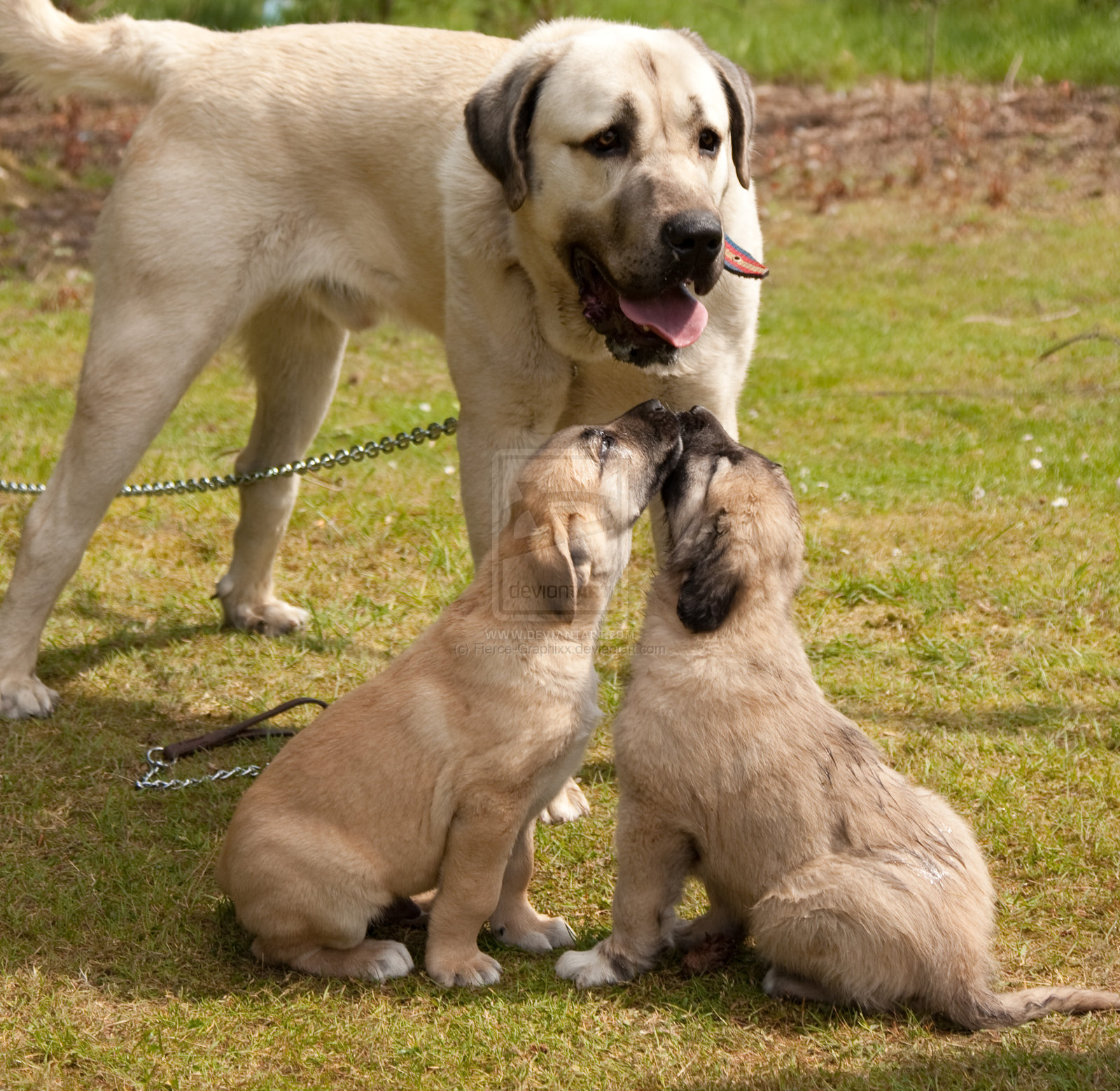 Kangal Dog: Kangal Kangal Dog And Her Babies Breed