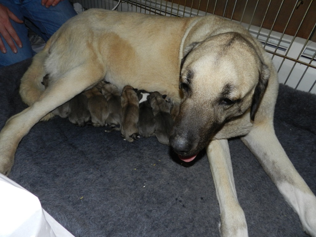 Kangal Puppies: Kangal Puppies Are Here Breed