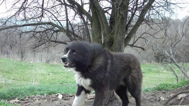 Karakachan Dog: Karakachan Angry Karakachan Bear Dog Breed