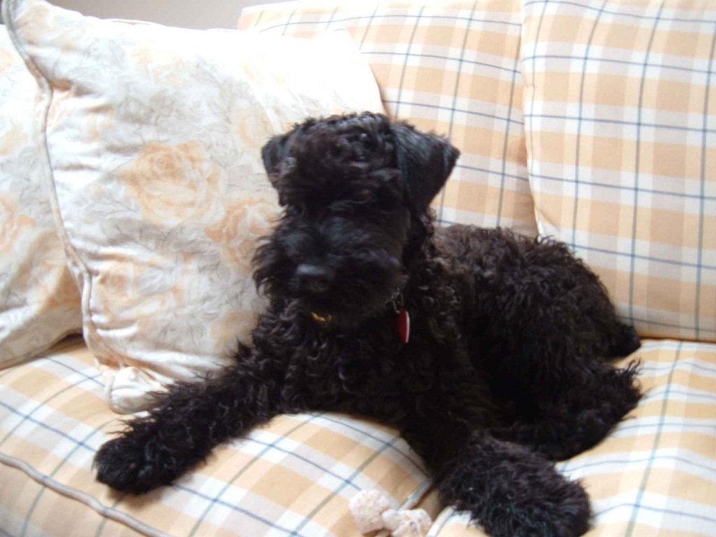 Kerry Blue Terrier Puppies: Kerry Kerry Blue Terrier Dog Information Breed