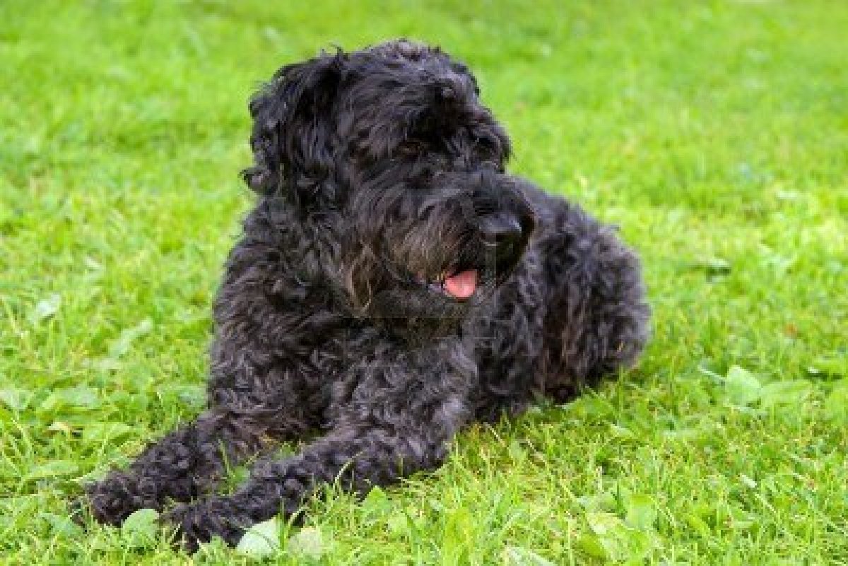 Kerry Blue Terrier Dog: Kerry Kerry Blue Terrier Dog On The Grass Breed