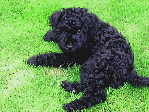 Kerry Blue Terrier Puppies: Kerry Kerry Blue Terrier Puppies Breed