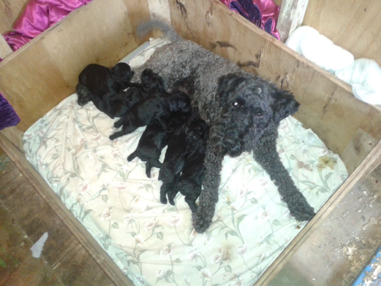 Kerry Blue Terrier Puppies: Kerry Kerry Blue Terrier Puppies Ferryhill Breed
